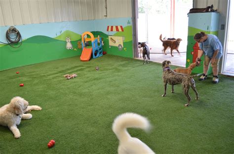 pictures of doggy day care facilities