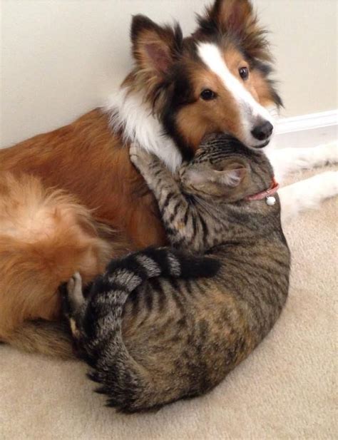 pictures of dogs and cats cuddling