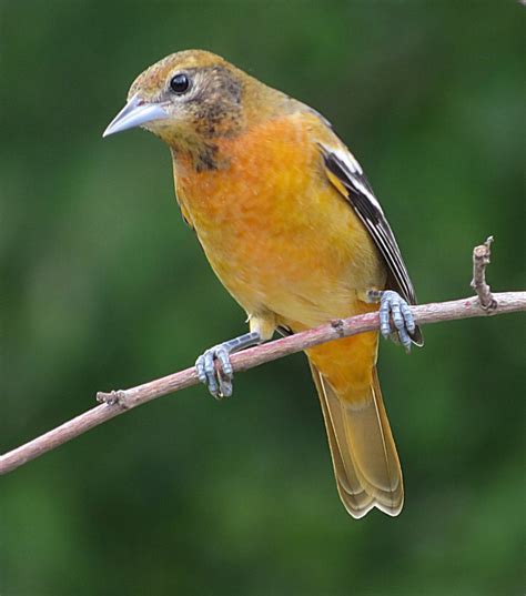 pictures of female orioles