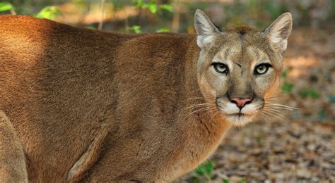 pictures of florida panthers animal