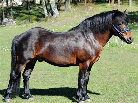 pictures of gotland ponies