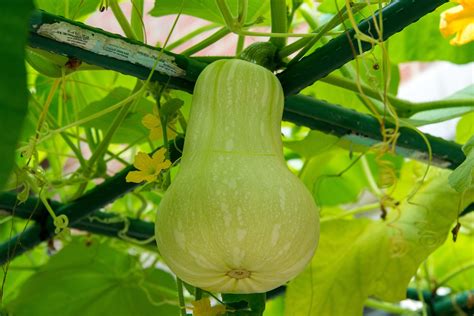 Pictures Of Gourd Squash
