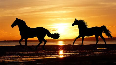 pictures of horses running on the beach