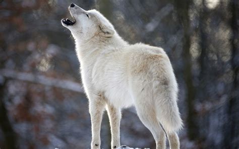 pictures of howling wolves