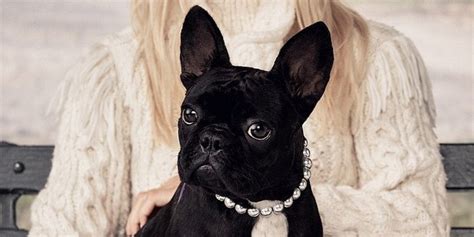 pictures of lady gaga dogs
