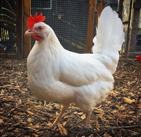 pictures of leghorn hens