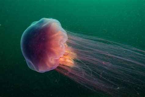 pictures of lion's mane jellyfish