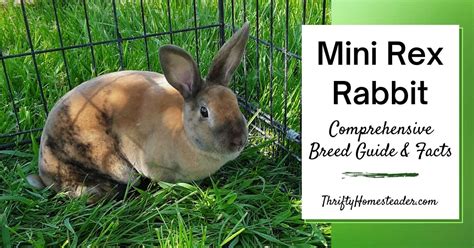 Pictures Of Mini Rex