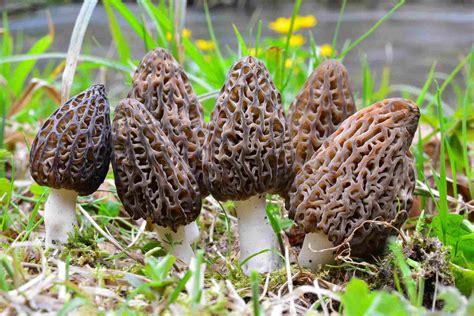 pictures of morel mushrooms in the wild