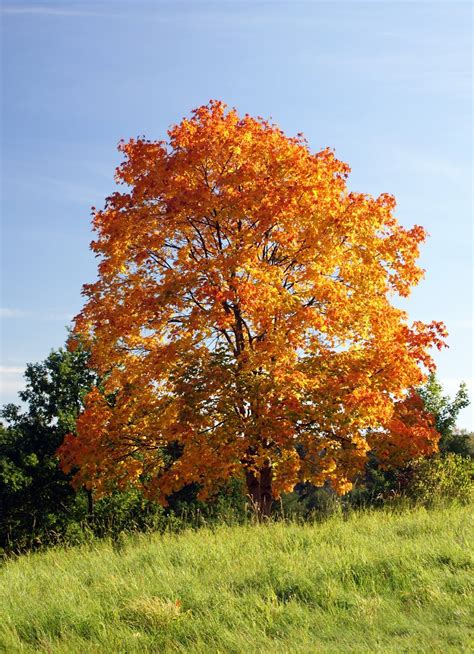 pictures of norway maple