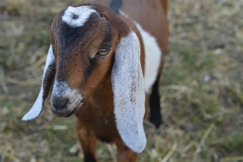 pictures of nubian goats