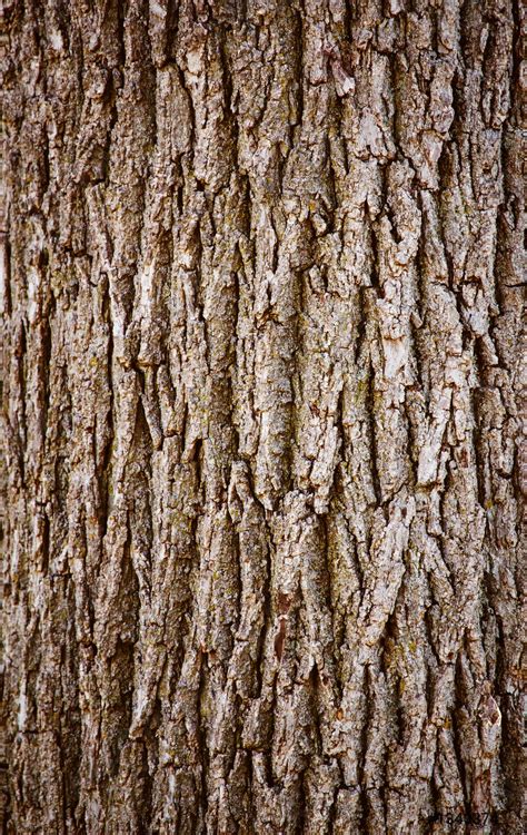 Pictures Of Oak Bark