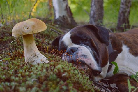 pictures of poisonous mushrooms for dogs
