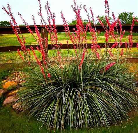 pictures of red yucca plant