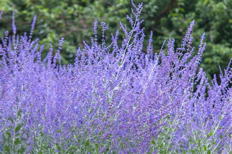 pictures of russian sage plant