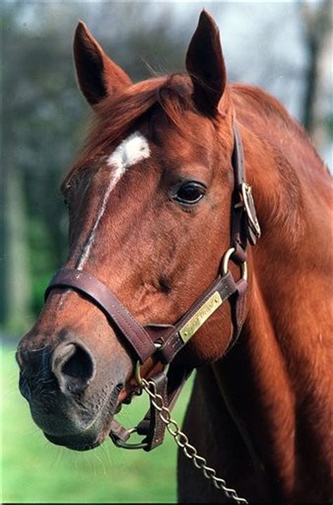 pictures of secretariat the horse