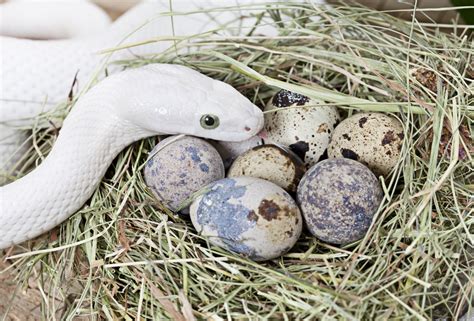 pictures of snake eggs