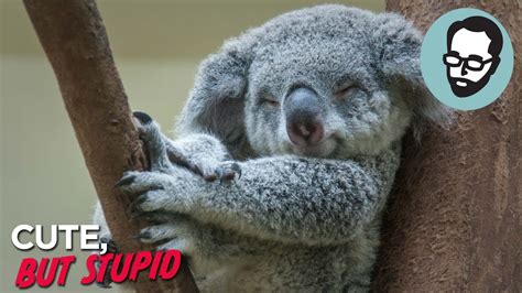 Pictures of stupid animals