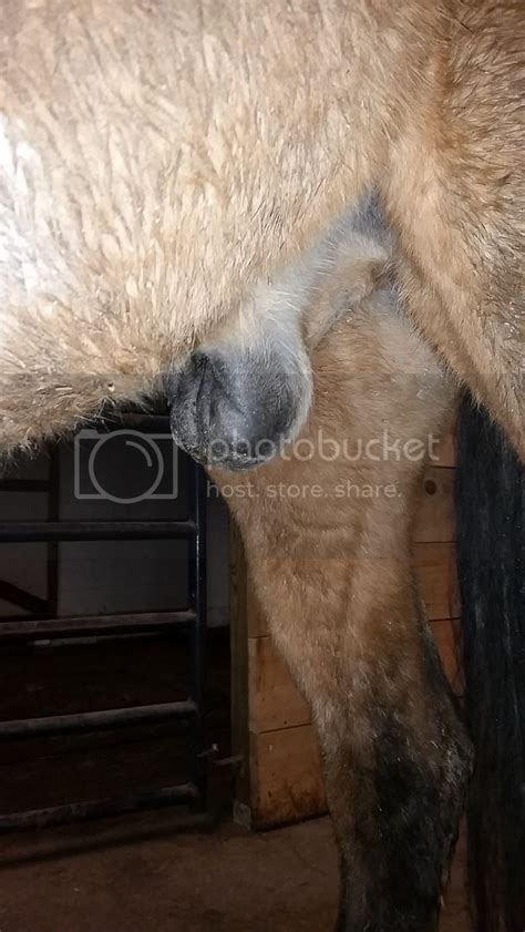 pictures of swollen sheath in horses