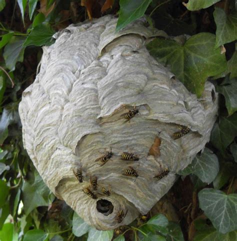 pictures of wasps nests uk