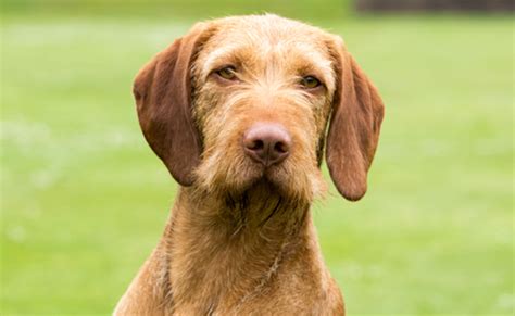 pictures of wirehaired vizsla