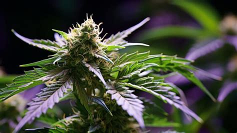 Pie Hoe Strain Effects