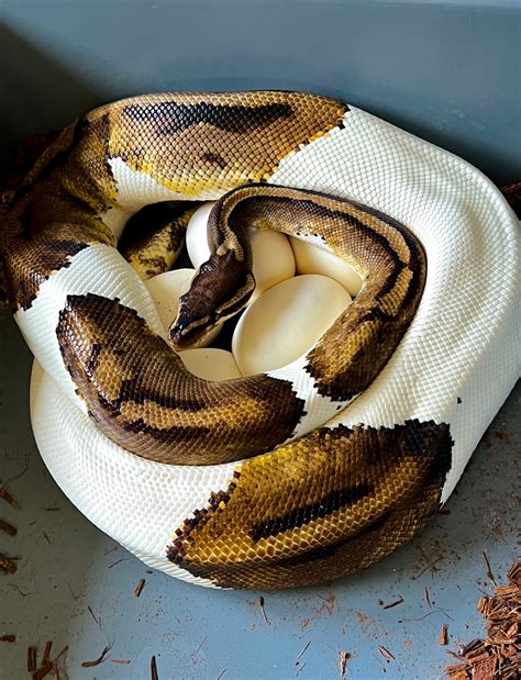 Piebald Ball Python Price