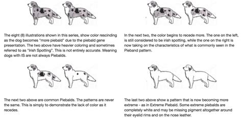 Piebald Gene Deafness