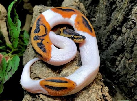 Piebald Python