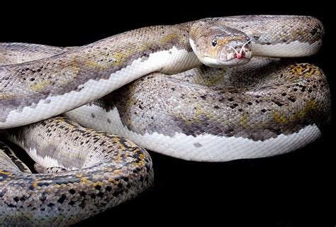 Piebald Reticulated Python