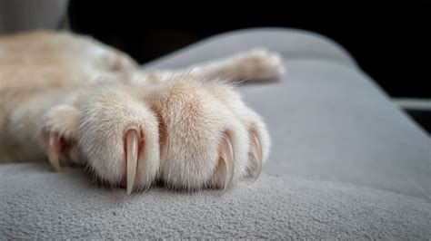 pieces of cats claws on carpet