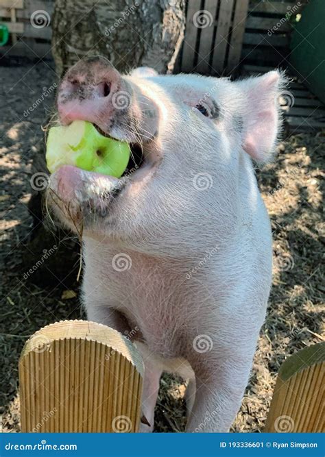 Delicious And Fun Recipes: Pig With Apple In Mouth