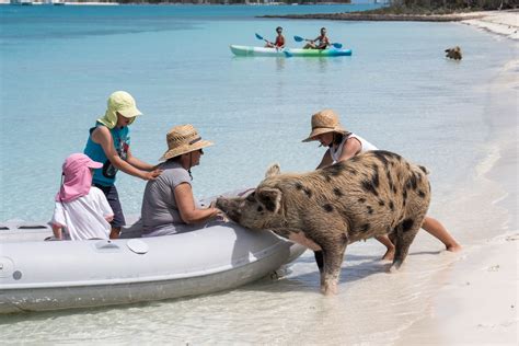 pig beach exuma