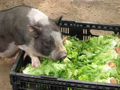 Pig Eating Veggies