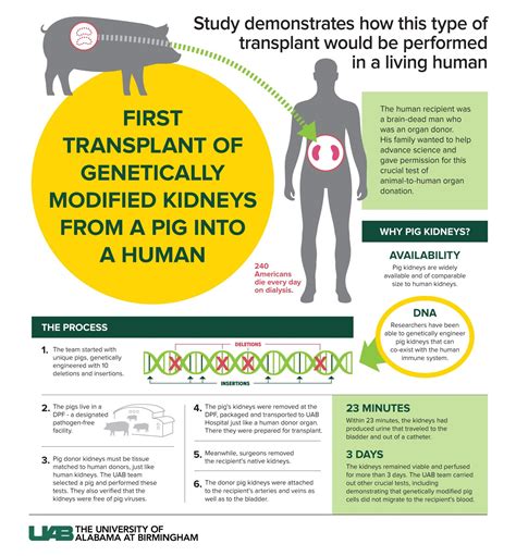 pig kidney transplant human trials