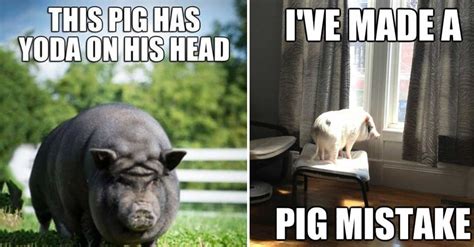 Pig Meme