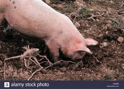 Pig Rooting Definition