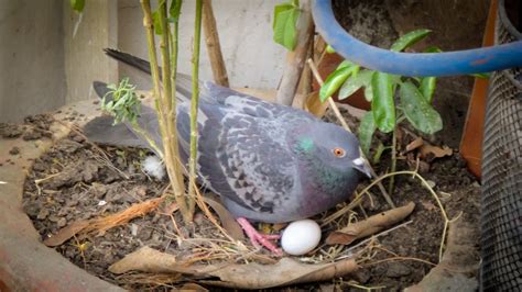 A pigeon laid an egg on a flowerpot in my balcony india