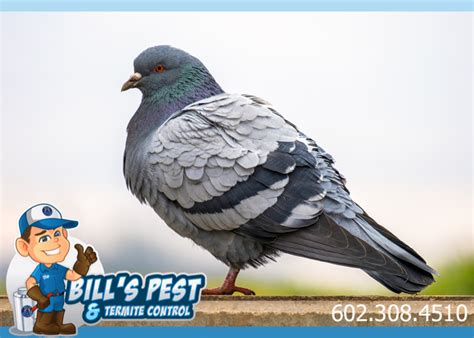Pigeon Control Goodyear Az