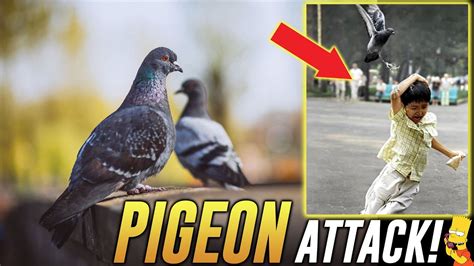 Pigeon Control Prank Call