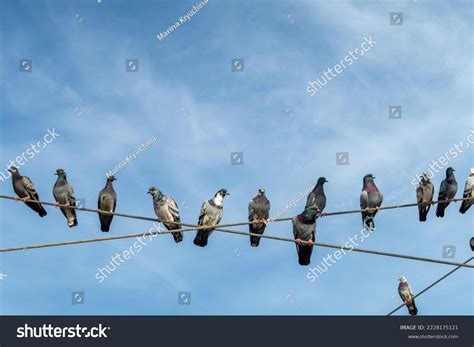 Pigeon On Wire