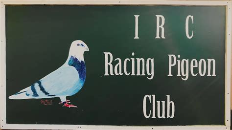 pigeon racing clubs near london