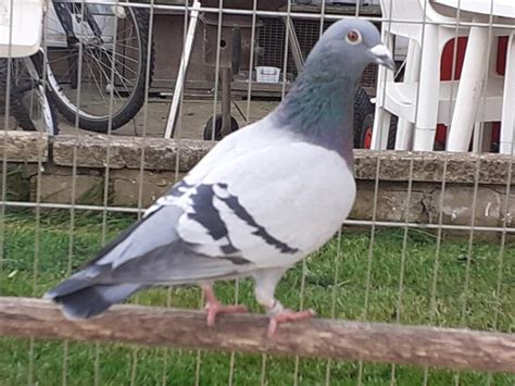 pigeon racing near me