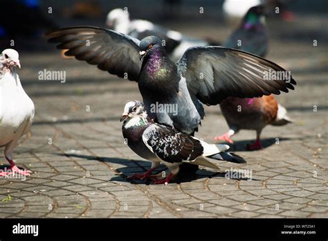 Watch Pigeons Fighting Or Mating New