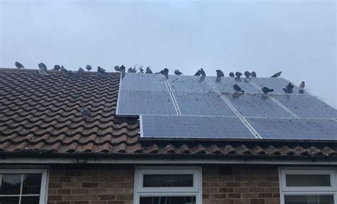 pigeons nesting under solar panels on roof