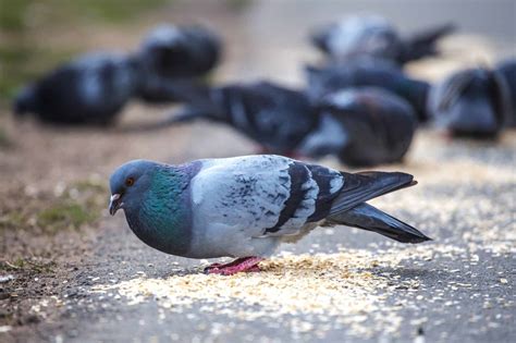 Pigeons On Peas