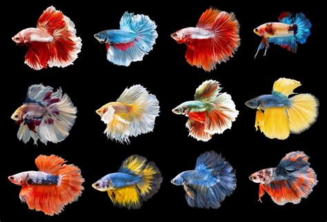 Cara Mempercantik Warna Sirip pada Ikan Cupang Hias