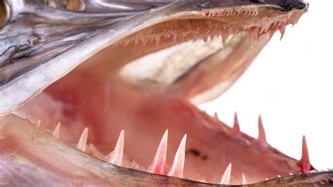 Pike Fish Teeth