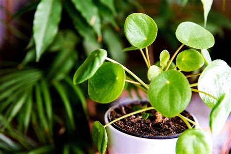 pilea peperomioides plant toxic to cats