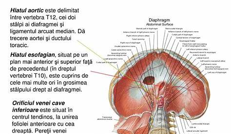 Pilierii Diafragmatici Spaiul Retroperitoneal Anatomie Imagistic Spaiul